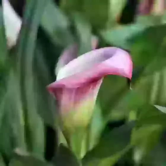 Zantedeschia rehmannii Pink Calla Lily